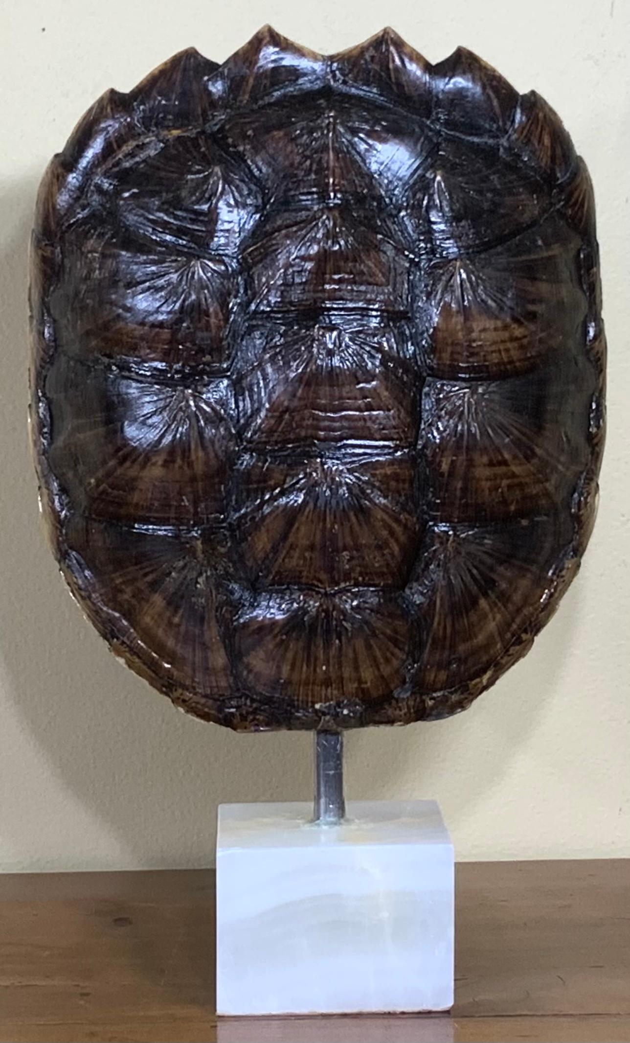 20th Century Genuine American Fresh Water Snapping Turtle Shell For Sale