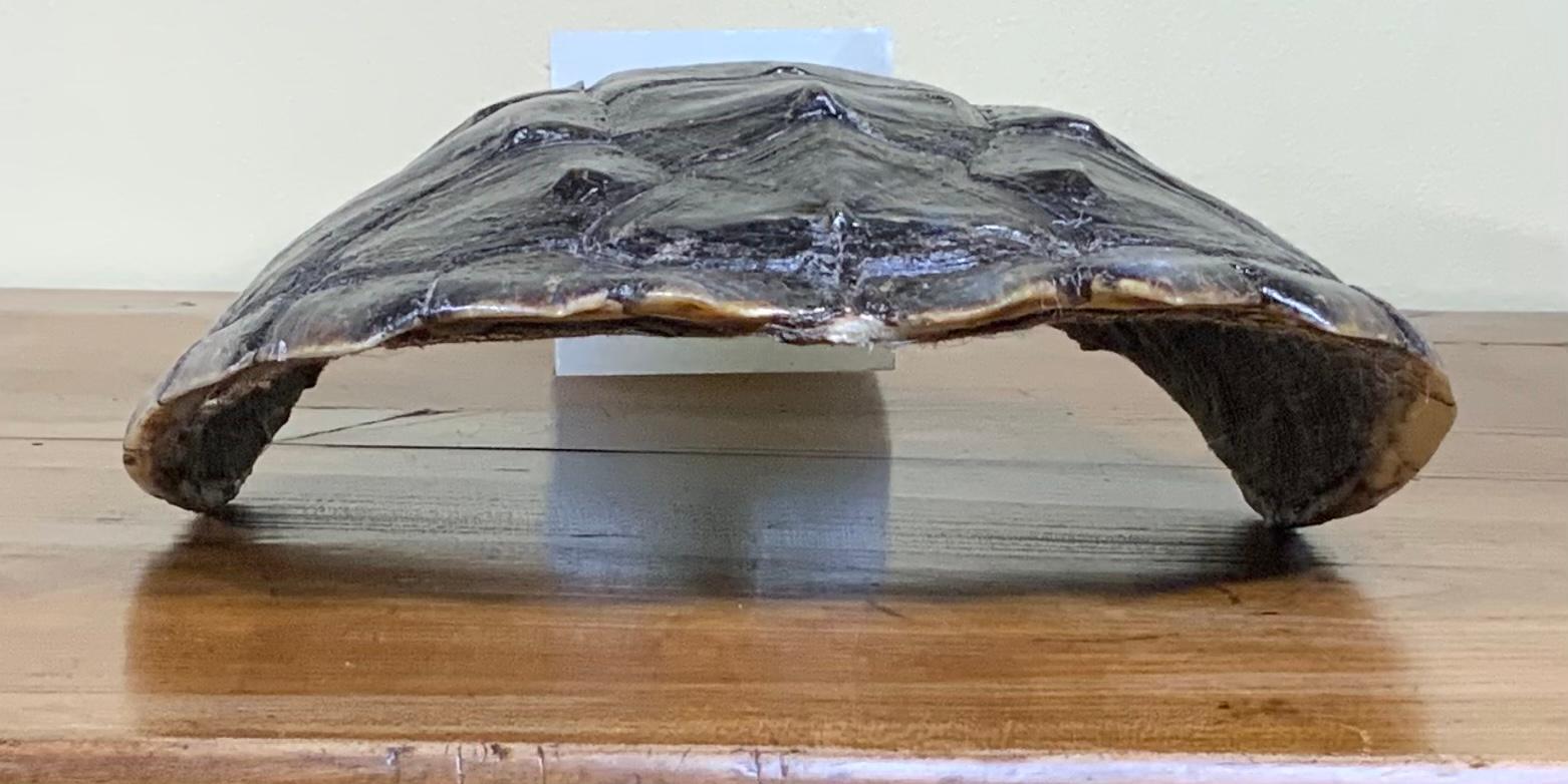 20th Century Genuine American Fresh Water Snapping Turtle Shell For Sale