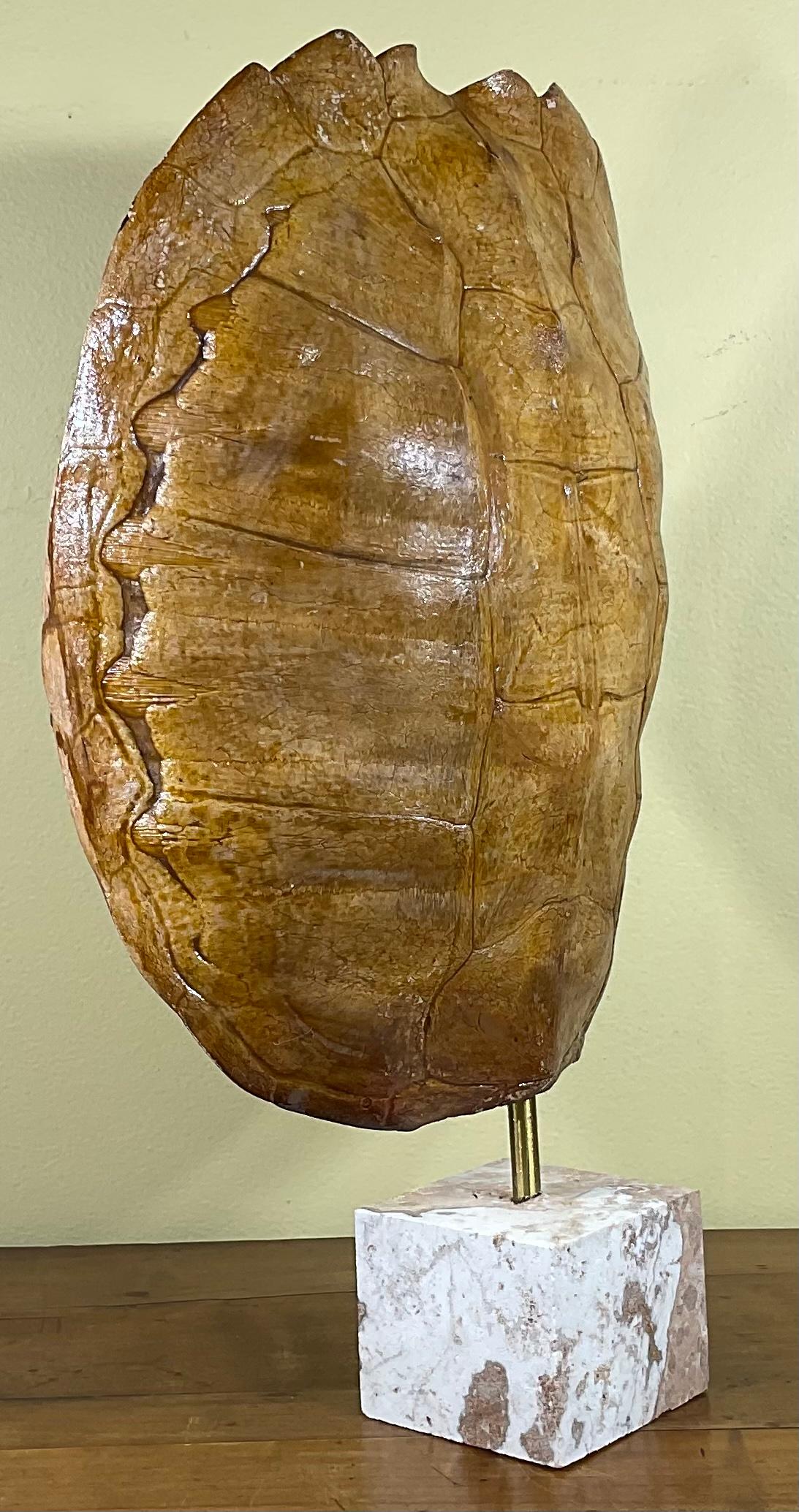 Genuine American Fresh Water Snapping Turtle Shell 2