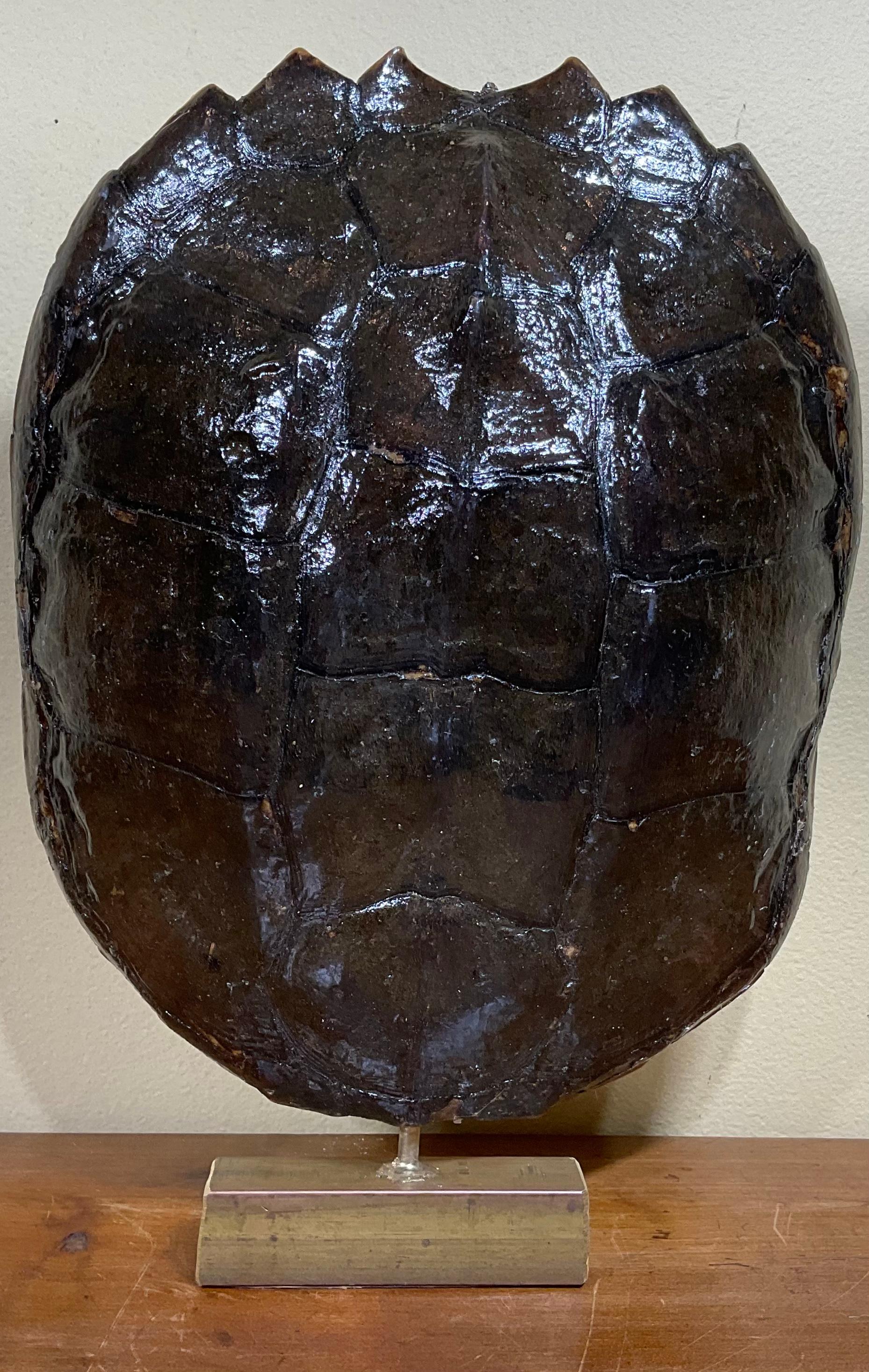 Genuine American Fresh Water Snapping Turtle Shell For Sale 1