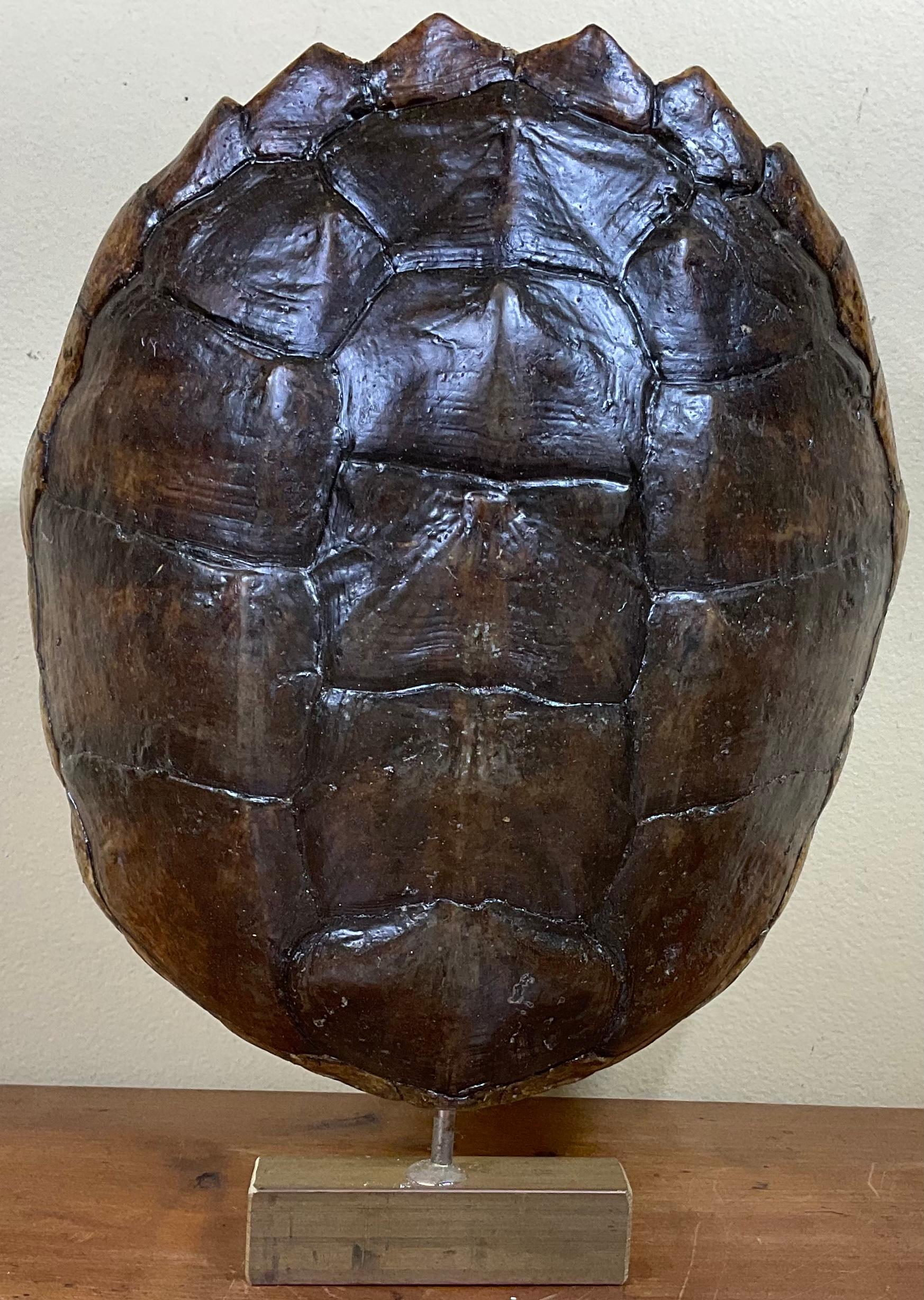 20th Century Genuine American Fresh Water Snapping Turtle Shell For Sale