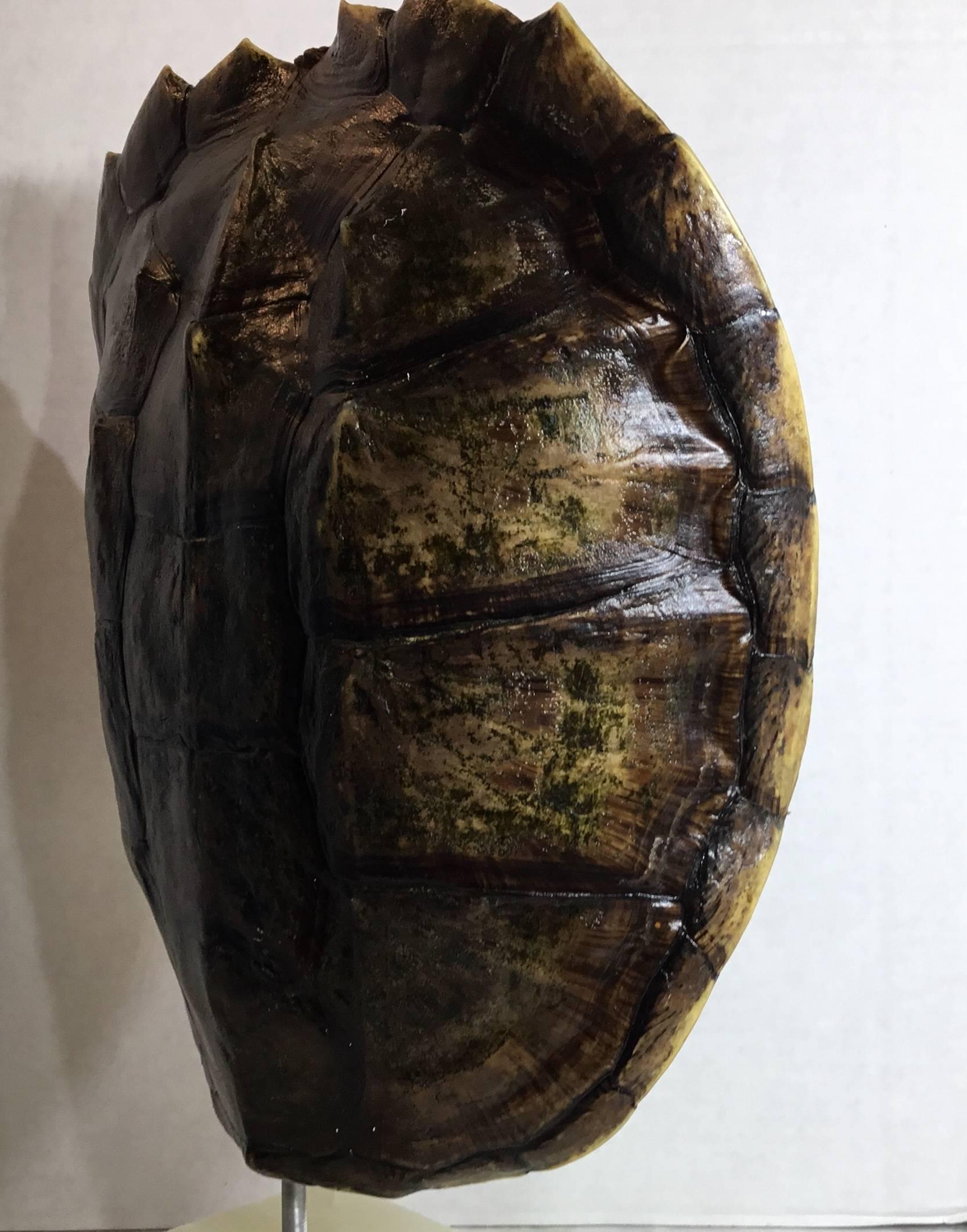 Genuine American Fresh Water Snapping Turtle Shell 1