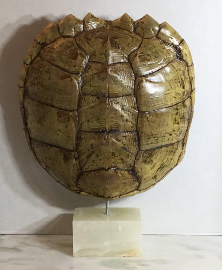 Genuine American Fresh Water Snapping Turtle Shell at 1stDibs