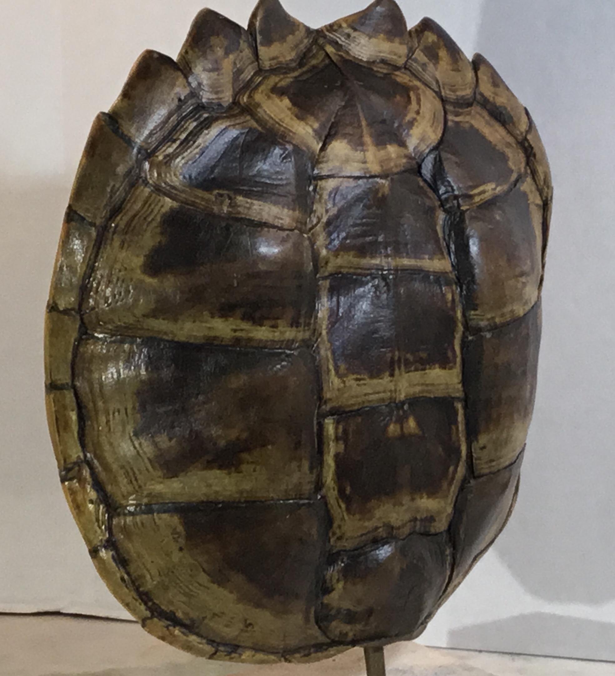 Genuine American Fresh Water Snapping Turtle Shell 3