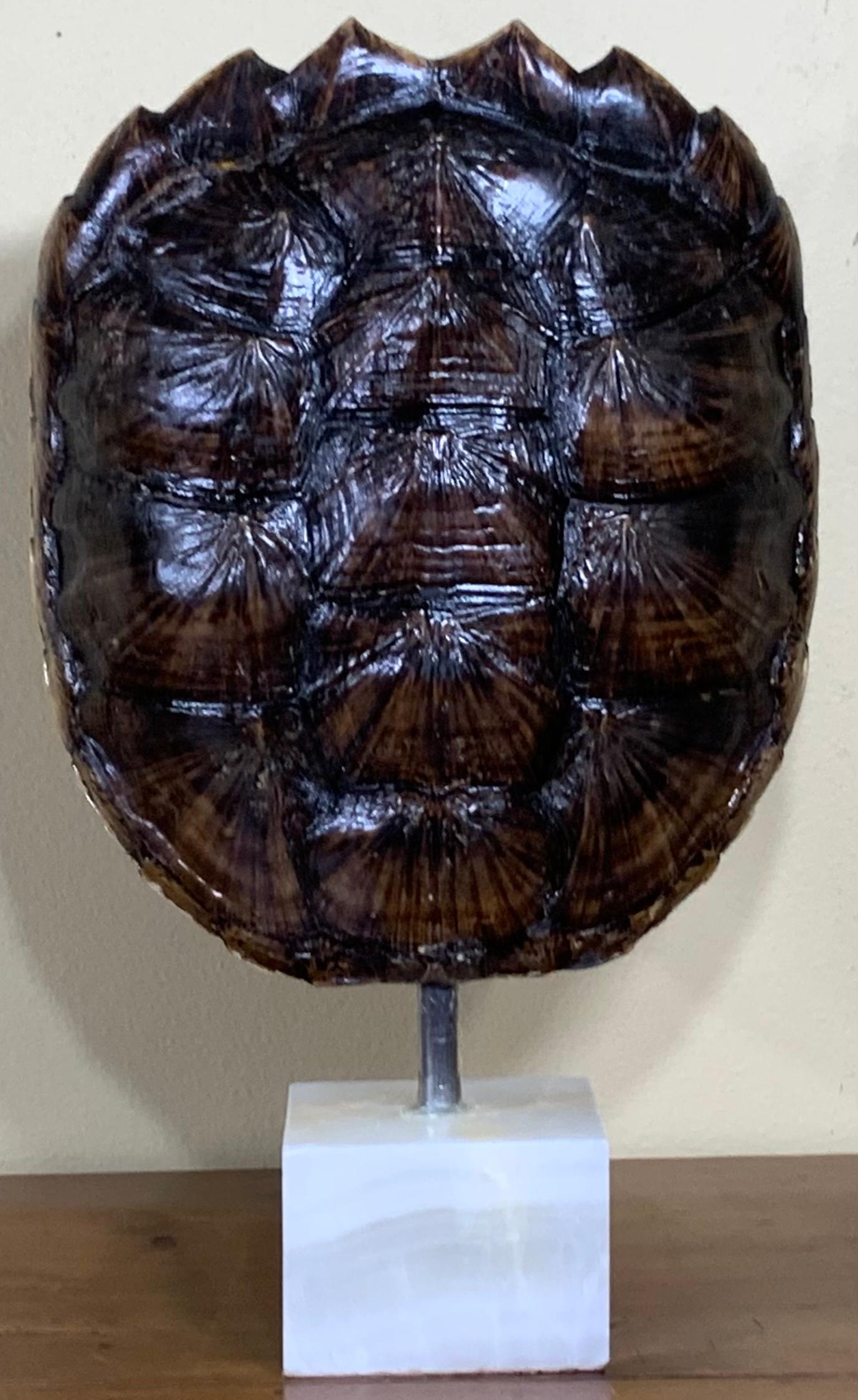 Onyx Genuine American Fresh Water Snapping Turtle Shell For Sale