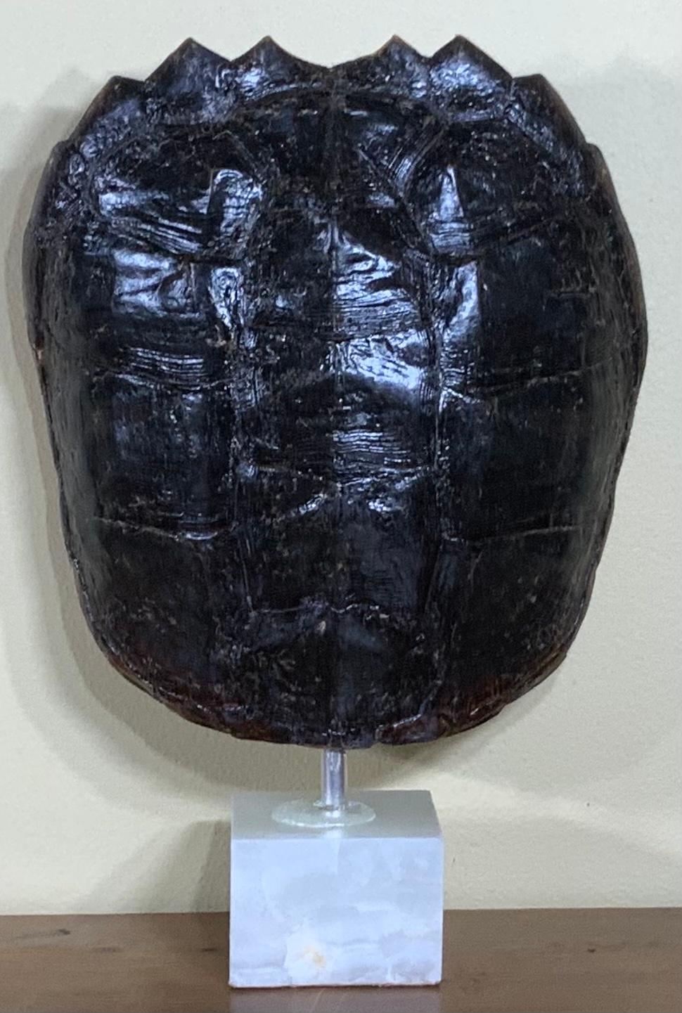 Genuine American Fresh Water Snapping Turtle Shell For Sale 1