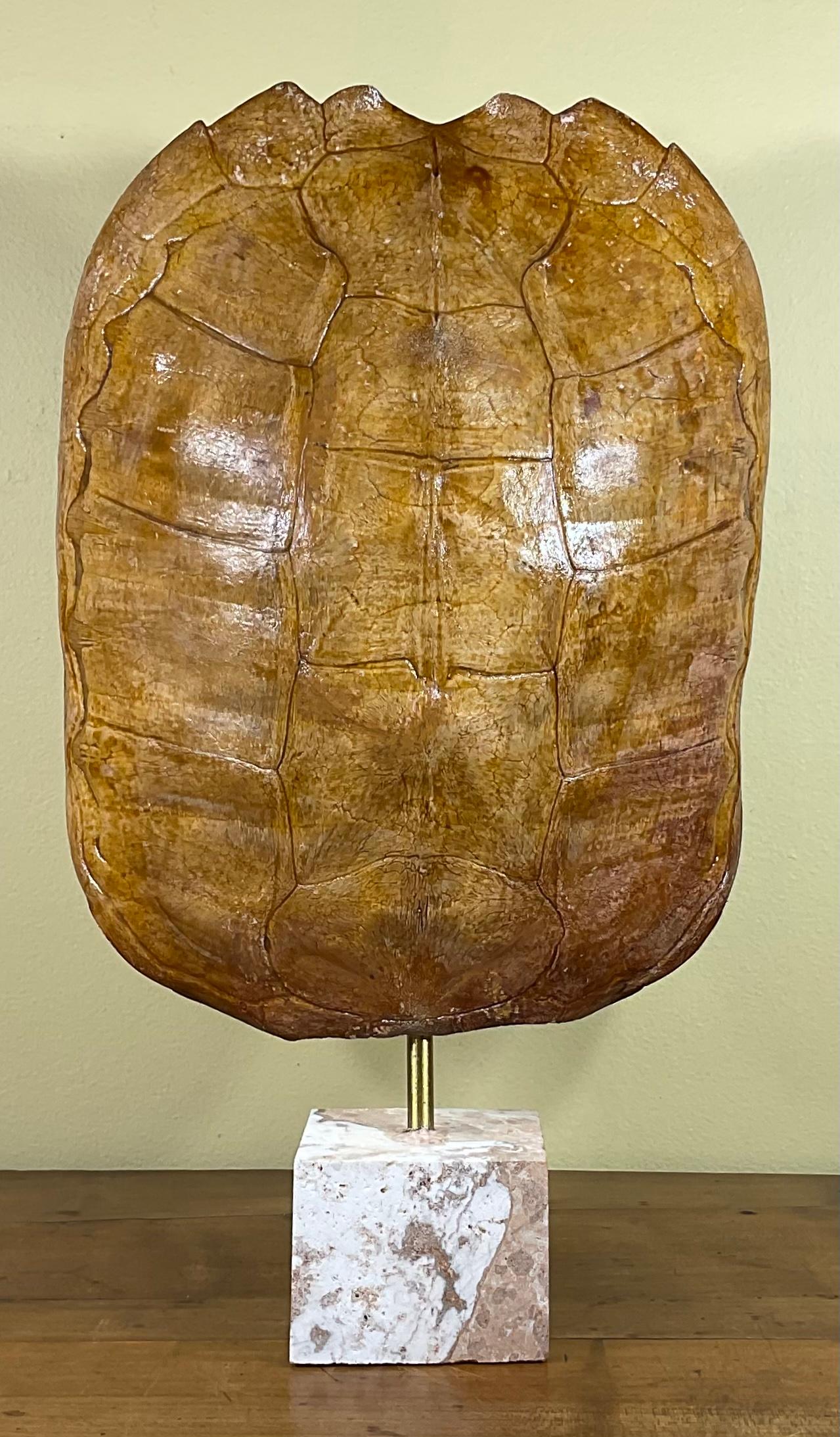 Genuine American Fresh Water Snapping Turtle Shell 3