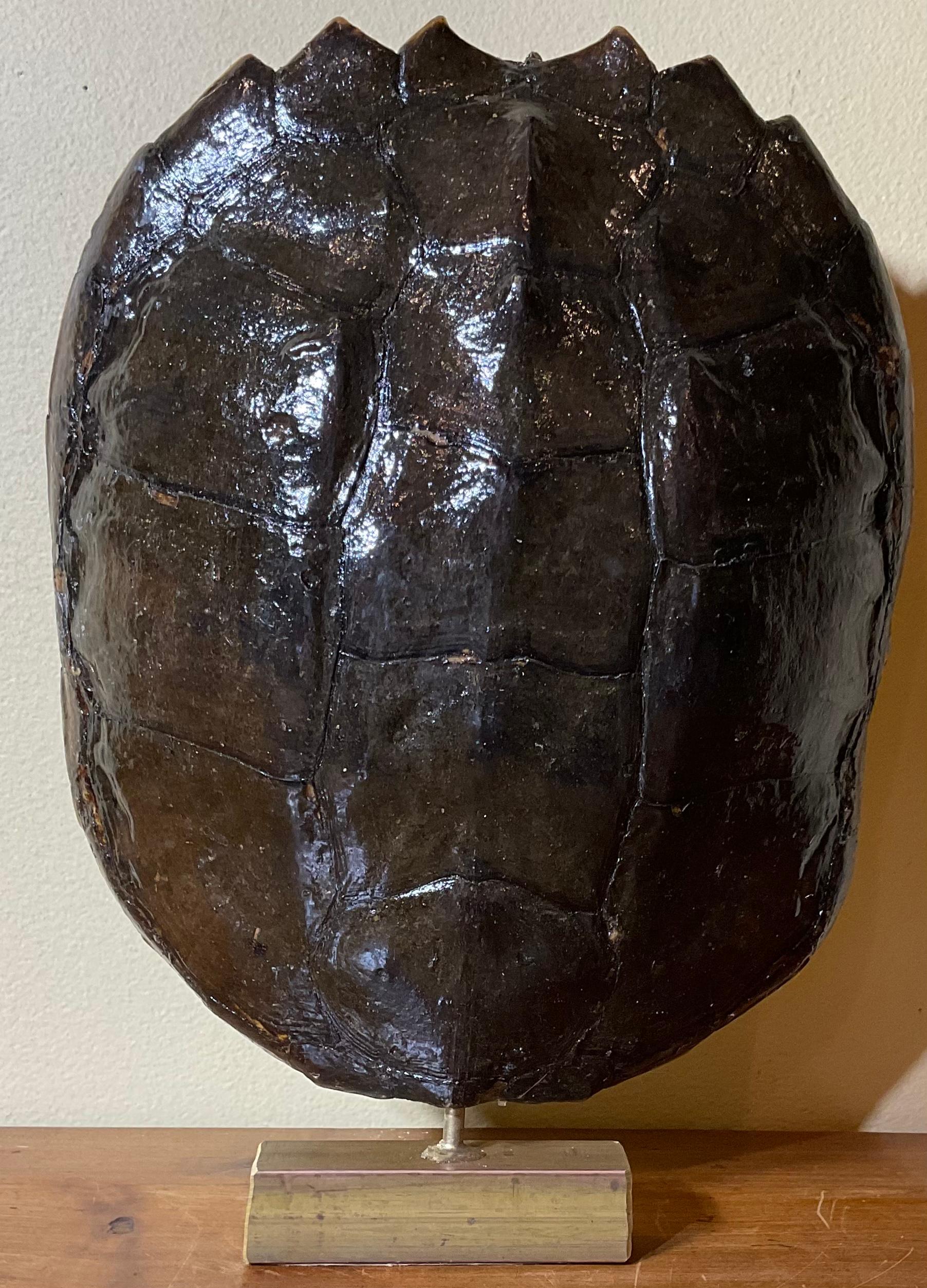 Genuine American Fresh Water Snapping Turtle Shell For Sale 2