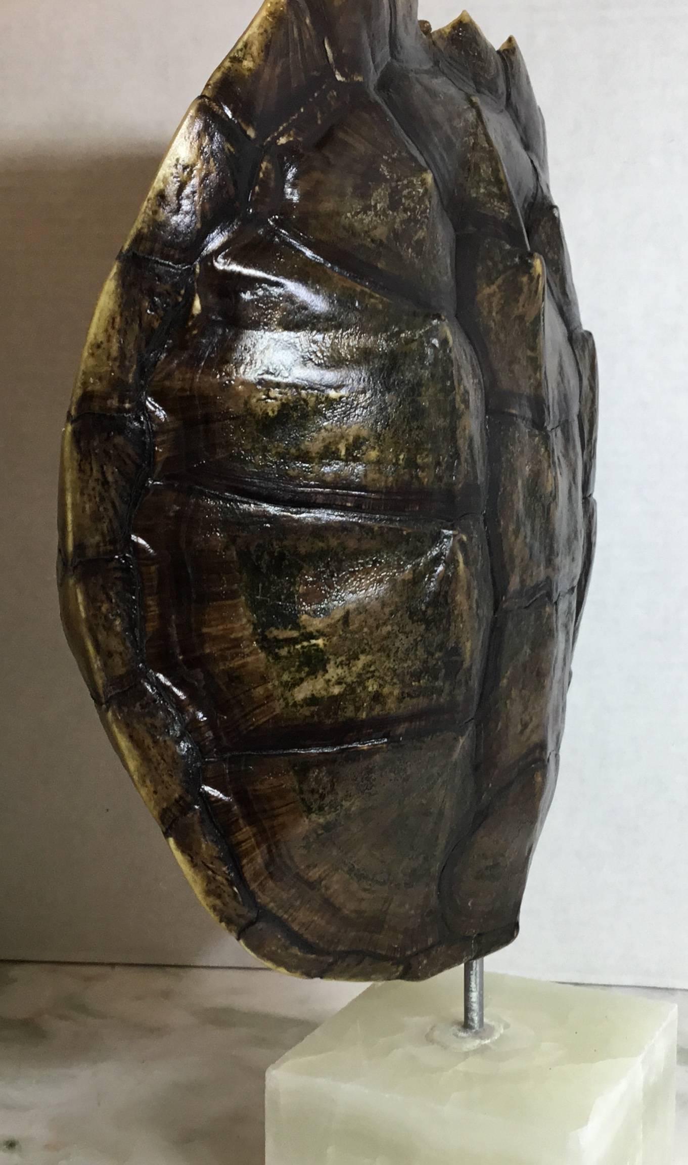 Genuine American Fresh Water Snapping Turtle Shell 2
