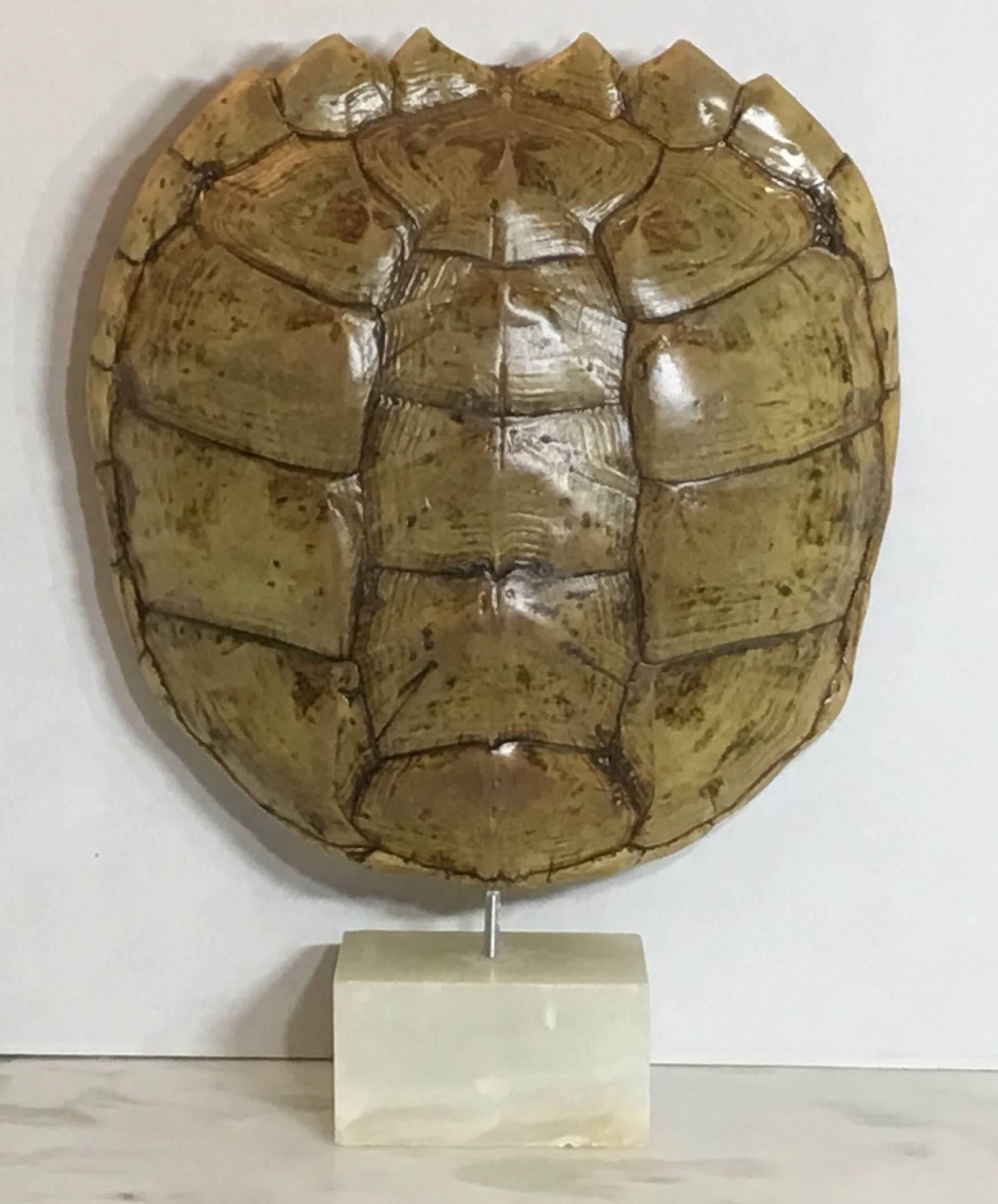 Genuine American Fresh Water Snapping Turtle Shell 4