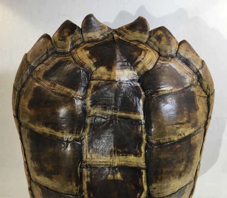 Genuine American Fresh Water Snapping Turtle Shell at 1stDibs