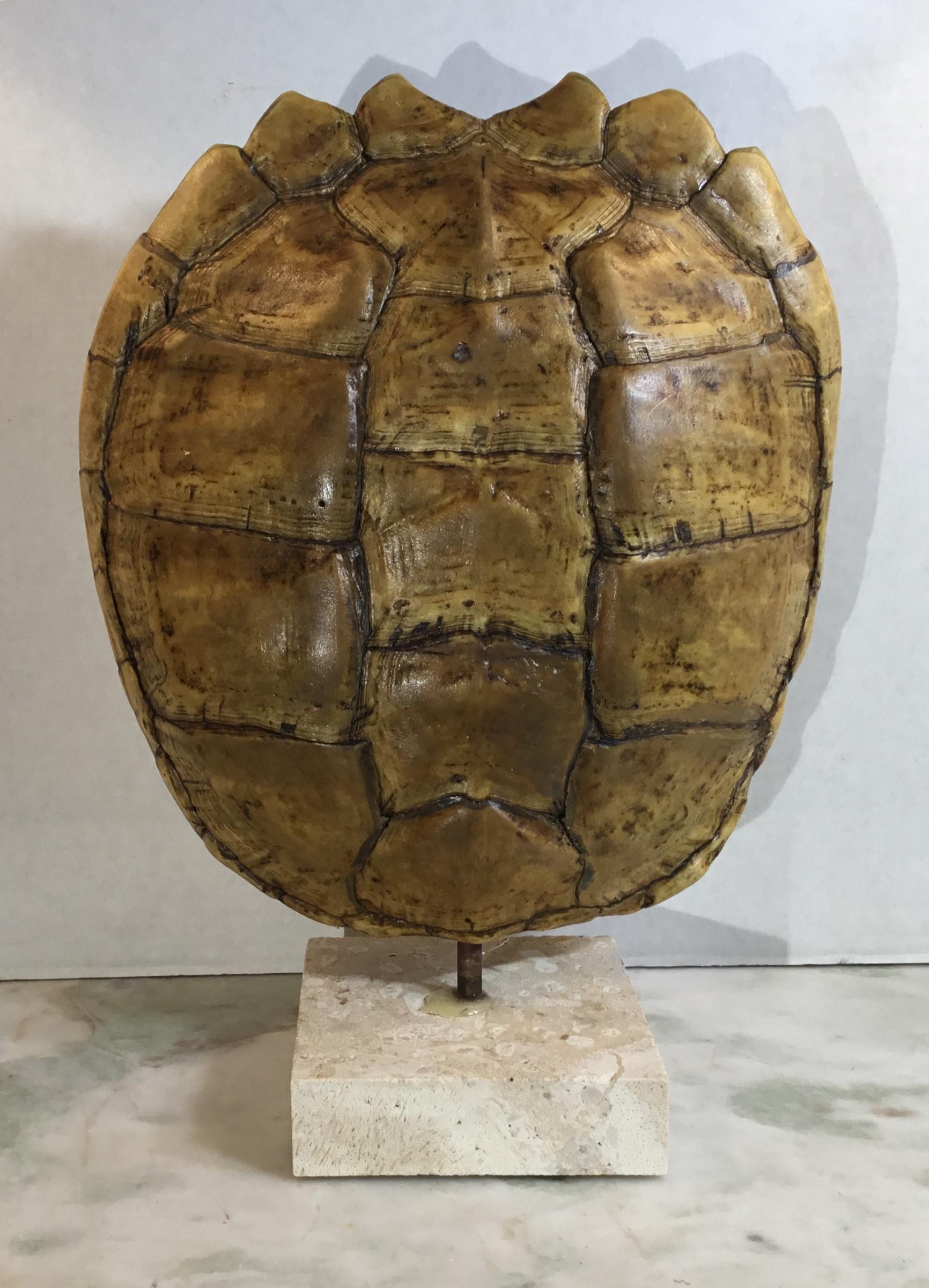 Genuine American Fresh Water Snapping Turtle Shell 4