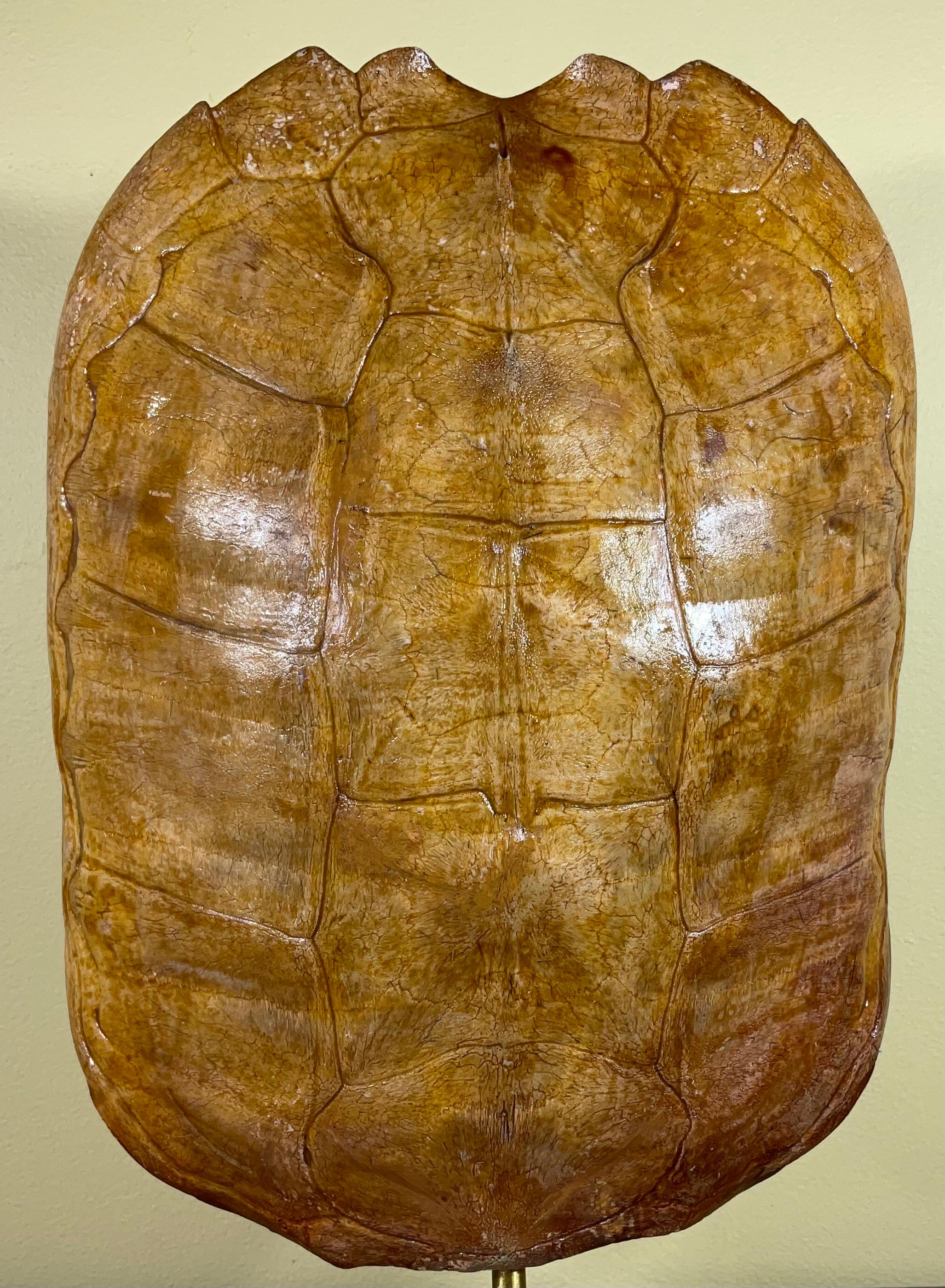 Genuine American Fresh Water Snapping Turtle Shell 4