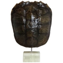 Genuine American Fresh Water Snapping Turtle Shell