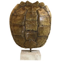 Genuine American Fresh Water Snapping Turtle Shell