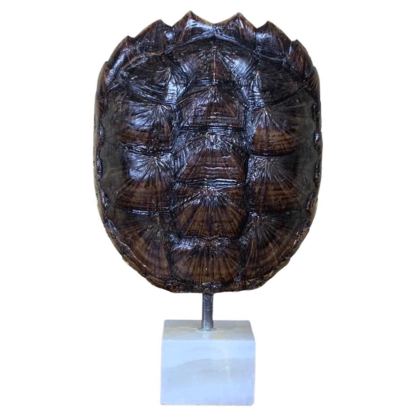 Caparazón auténtico de tortuga mordedora americana de agua dulce