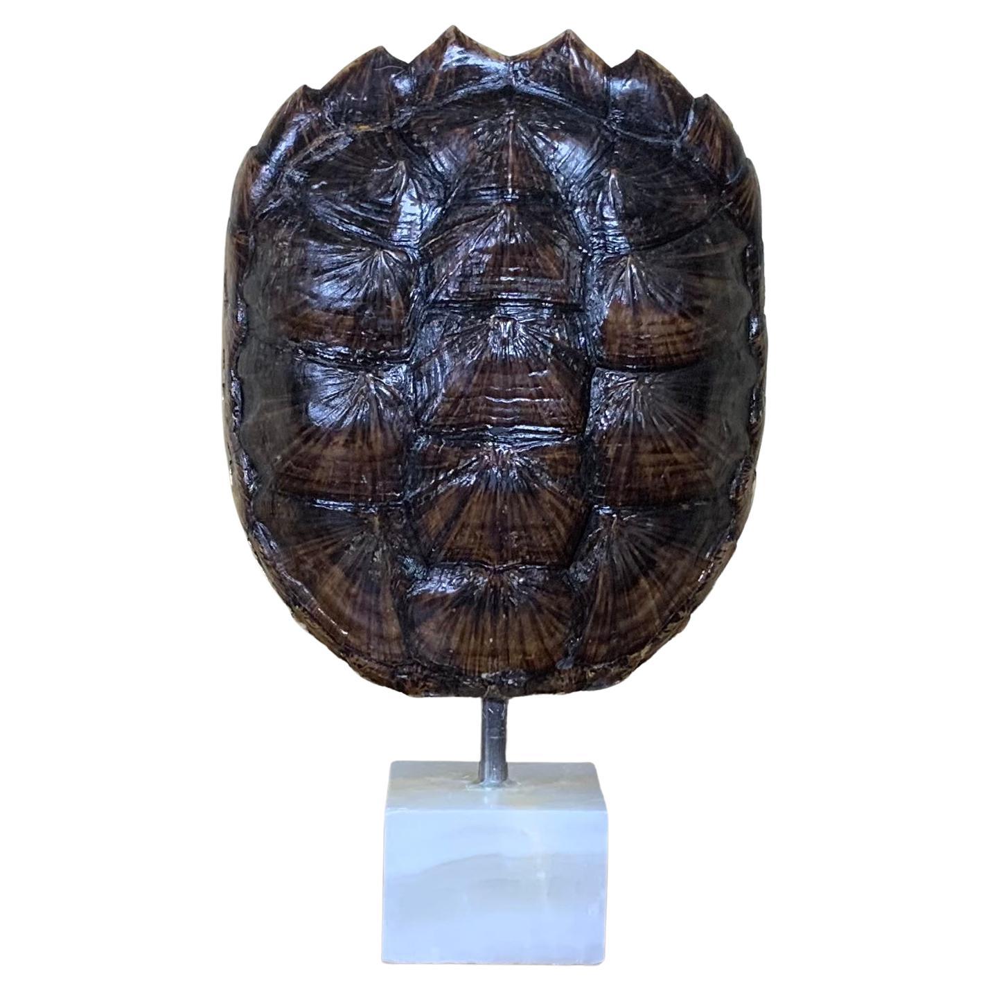 Genuine American Fresh Water Snapping Turtle Shell For Sale