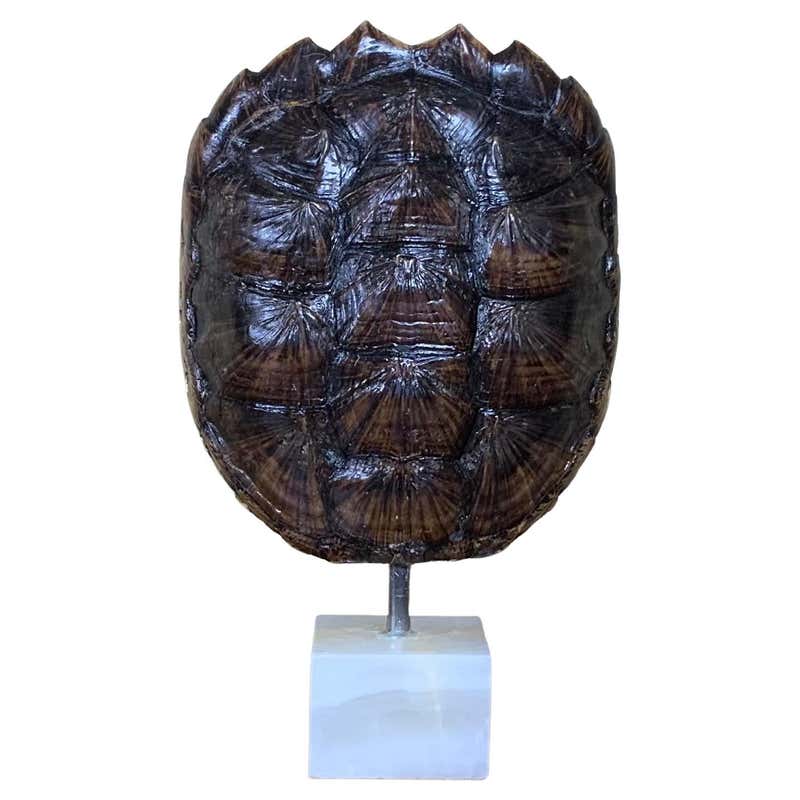 Capiz Turtle Shell Form at 1stDibs | large turtle shell for sale, large ...