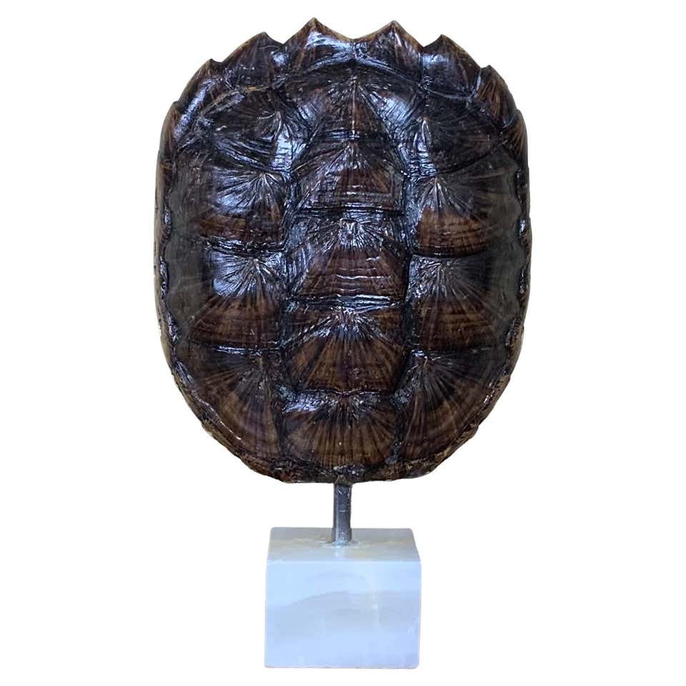 Antique Turtle Shell at 1stDibs