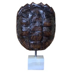 Genuine American Fresh Water Snapping Turtle Shell