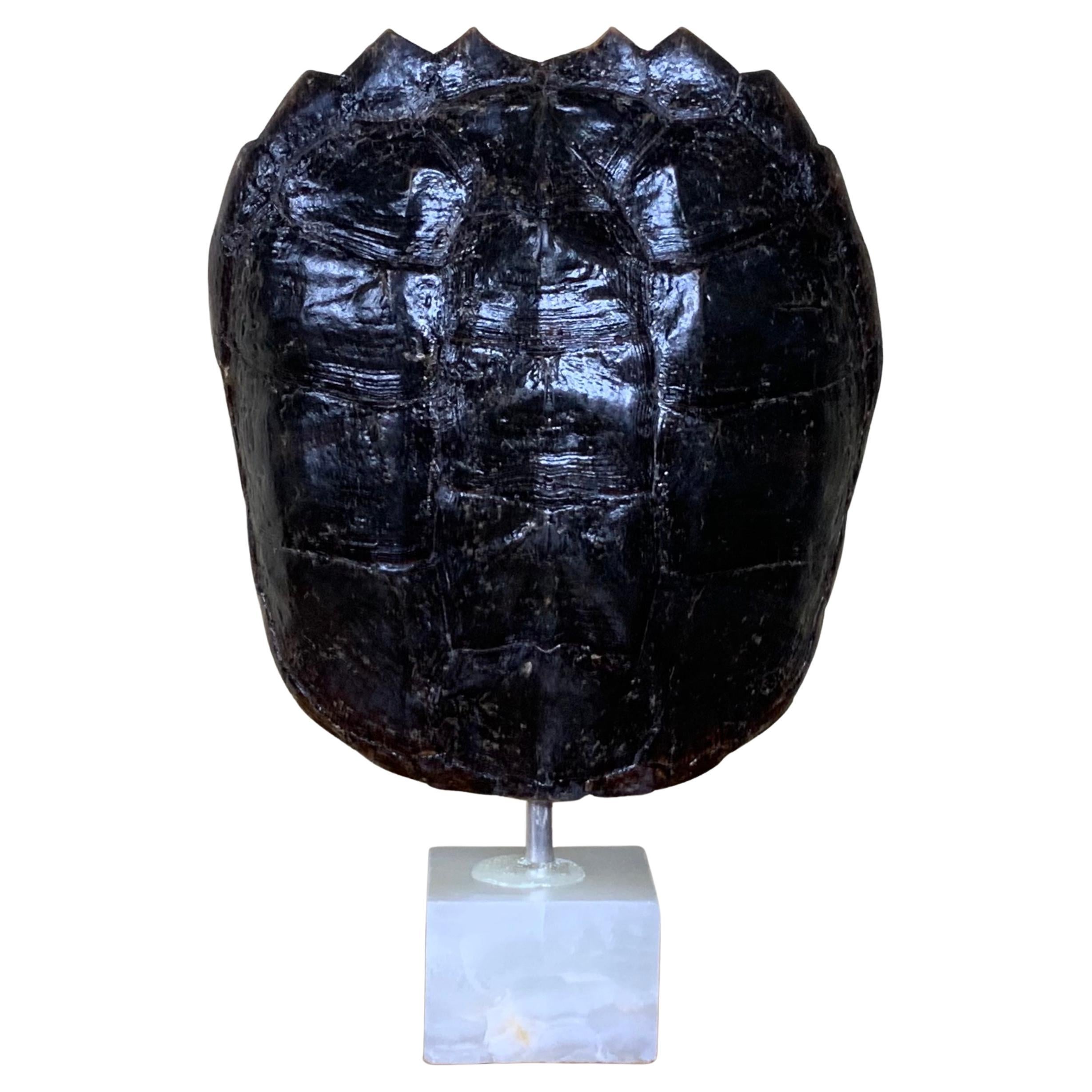 Caparazón auténtico de tortuga mordedora americana de agua dulce
