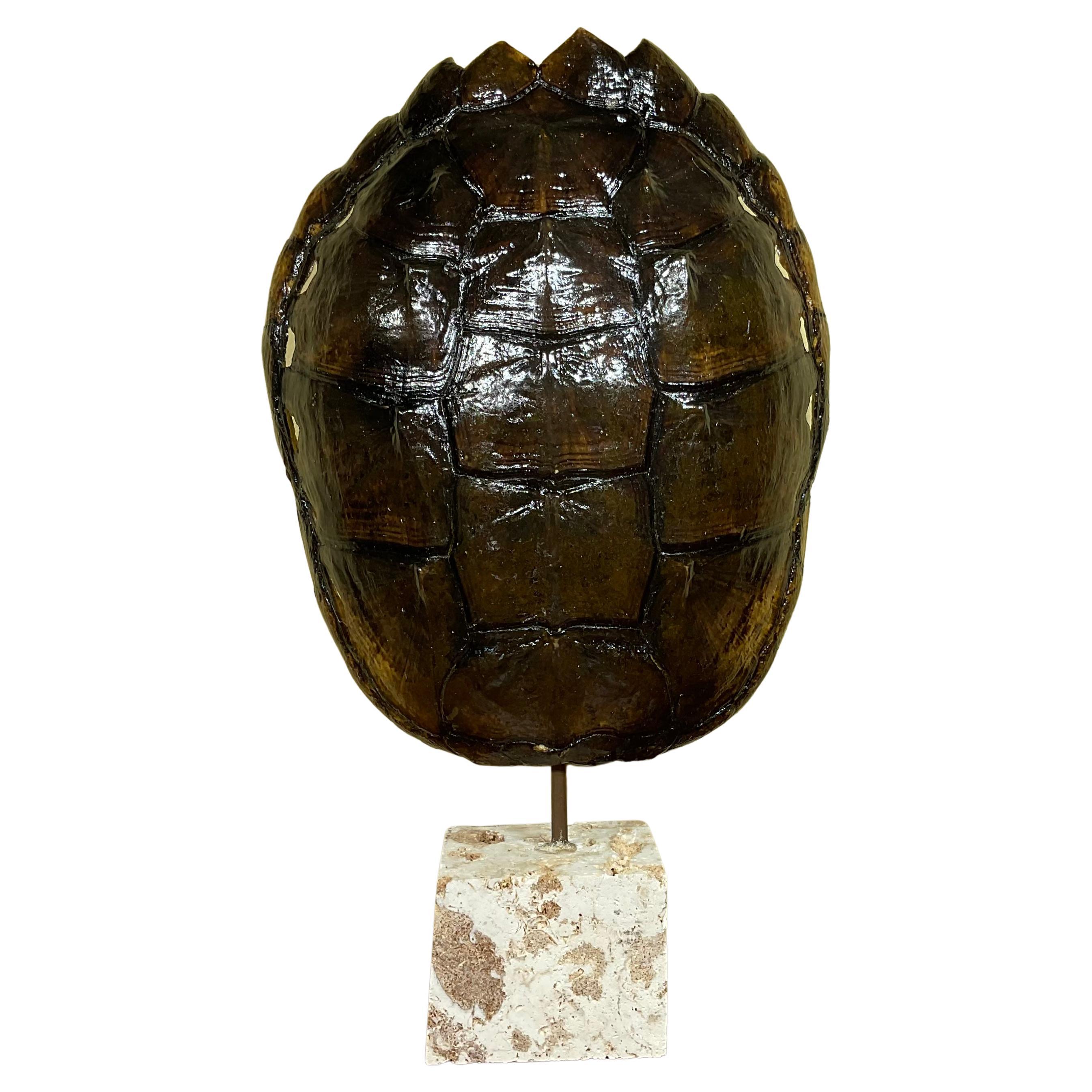 Genuine American Fresh Water Snapping Turtle Shell