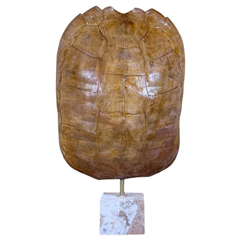 Turtle Shell on Stands at 1stDibs