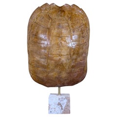 Genuine American Fresh Water Snapping Turtle Shell