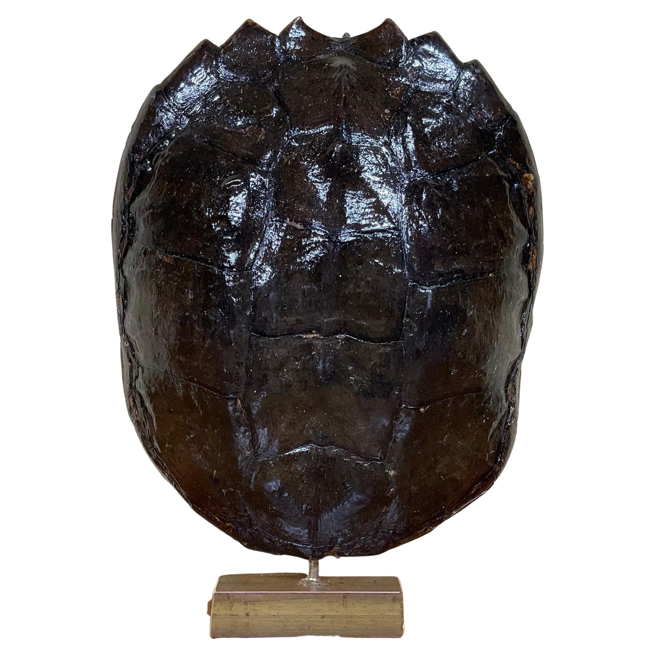 Genuine American Fresh Water Snapping Turtle Shell For Sale