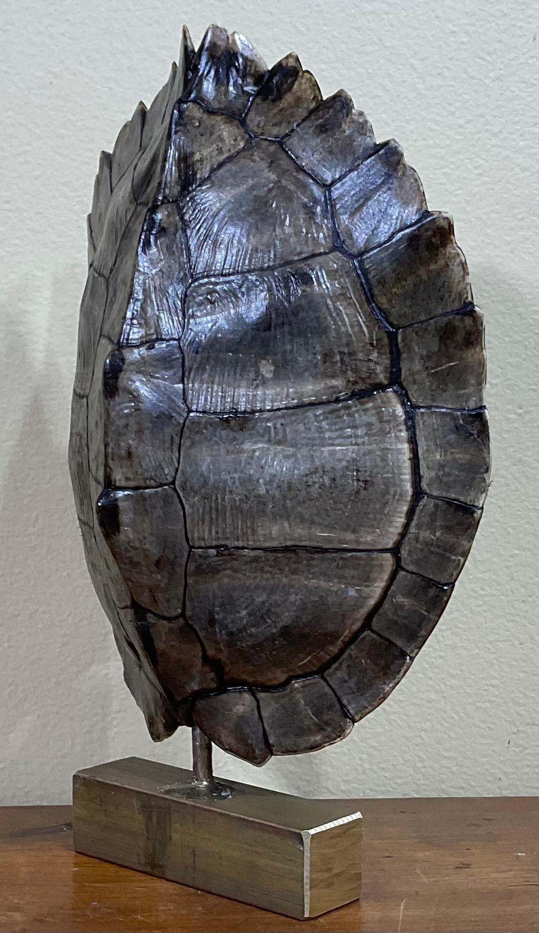 Decorative fresh water turtle shell professionally mounted on solid brass base, the shell is cleaned and seal with clear protective satin finish.
Beautiful natural piece of art for display.
Shell size only without the base: 6”.5 wide x 8” high.