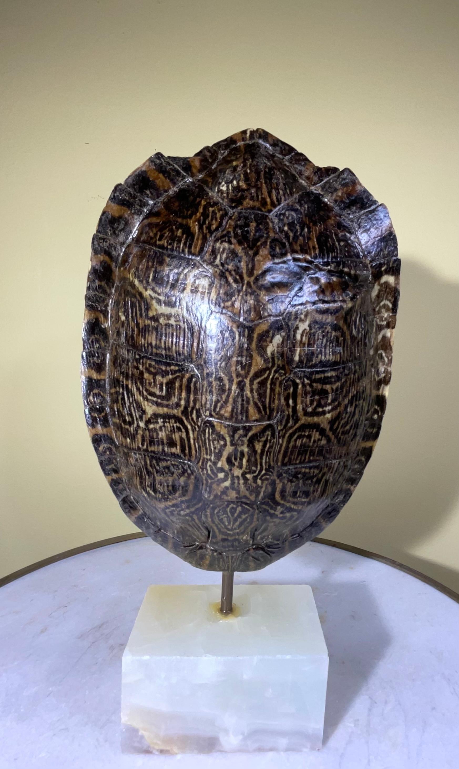 Decorative fresh water turtle shell, professionally mounted on solid onyx marble base, the shell is cleaned and seal with clear protective satin finish.
Beautiful natural piece of art for display.
Shell size only without the base: 6”.5 wide x 9”high.