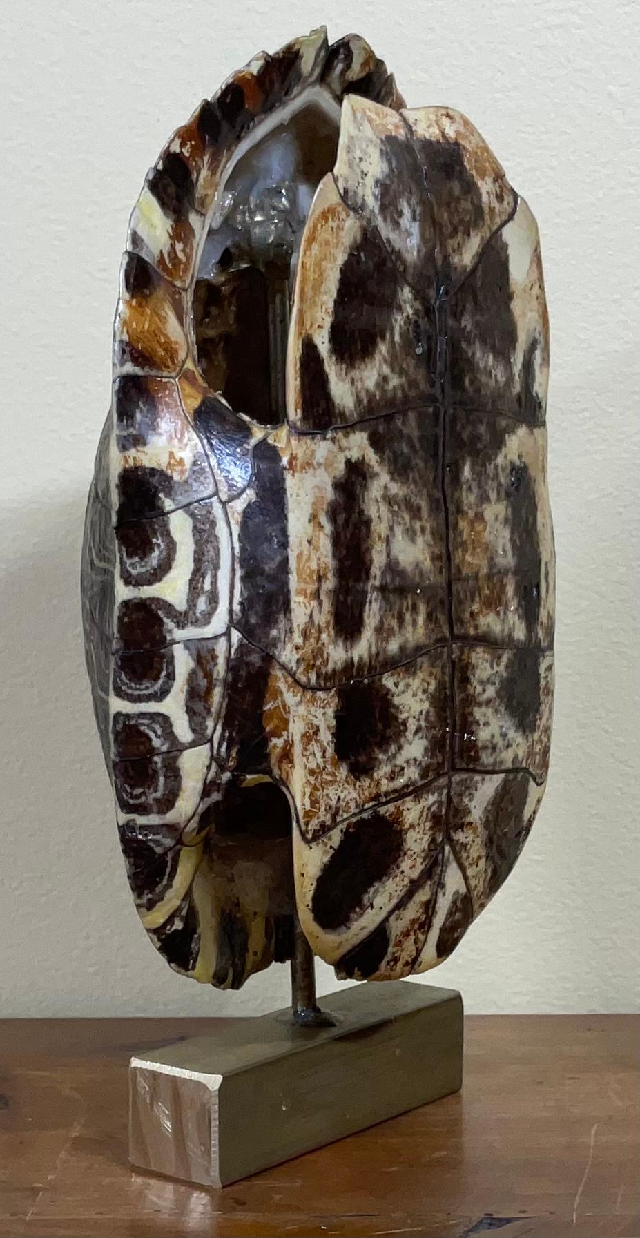 freshwater turtle shell