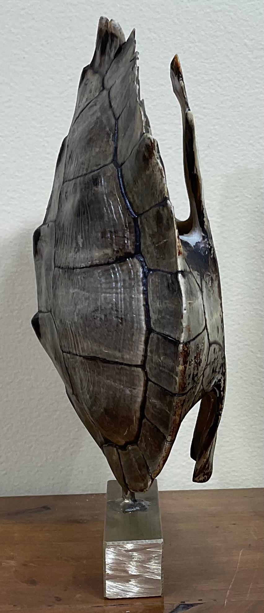 inside turtle shell