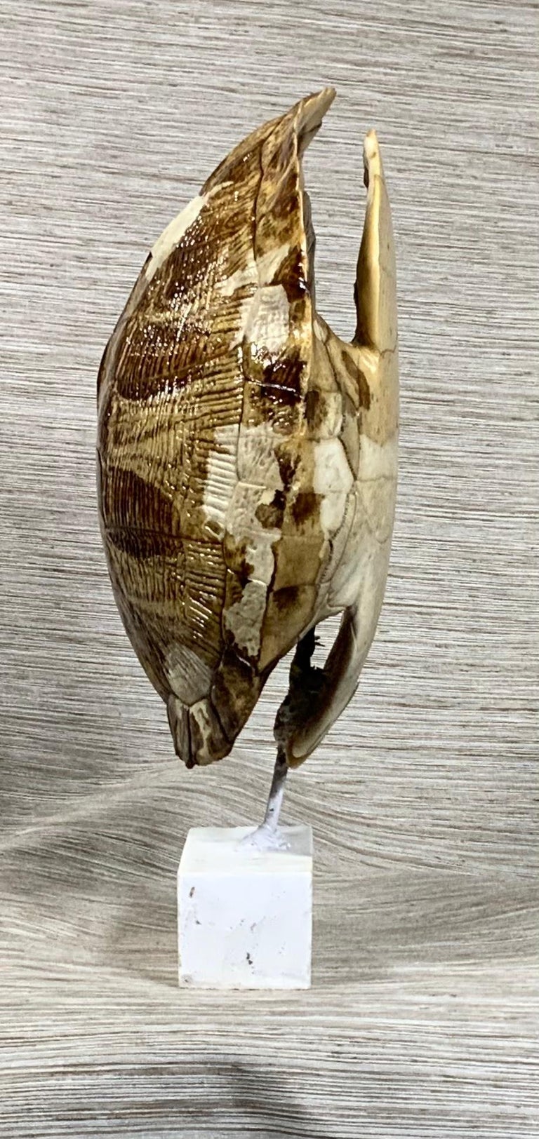 Genuine American Fresh Water Turtle Shell at 1stDibs