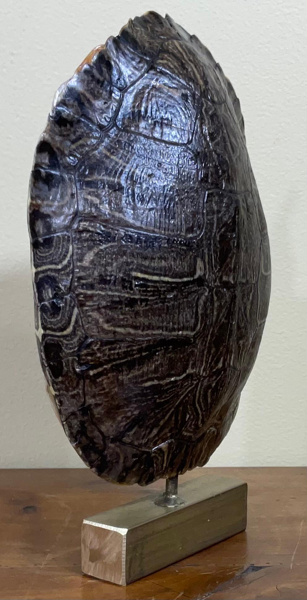 black turtle shell