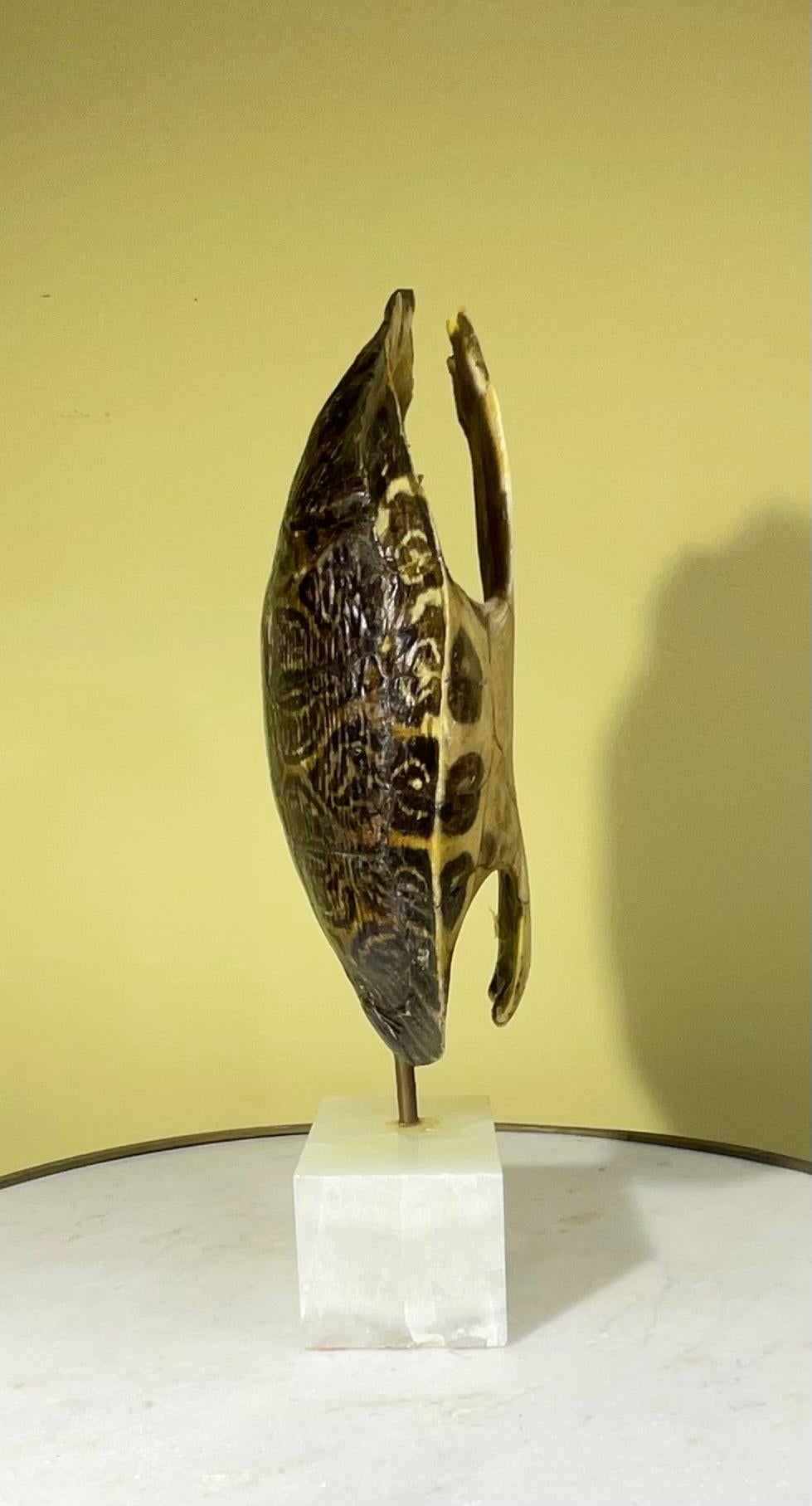 Caparazón auténtico de tortuga americana de agua dulce siglo XX en venta
