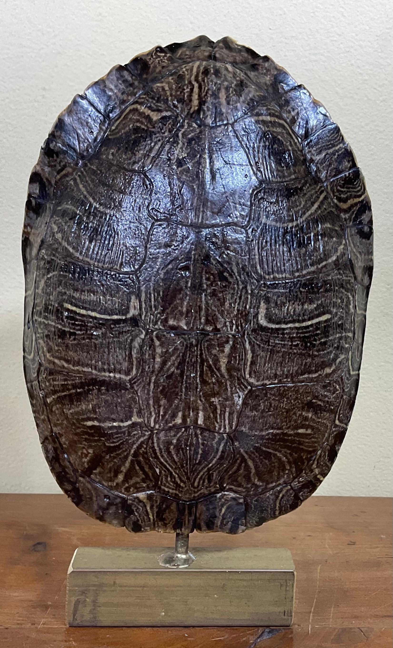 Genuine American Fresh Water Turtle Shell In Good Condition For Sale In Delray Beach, FL