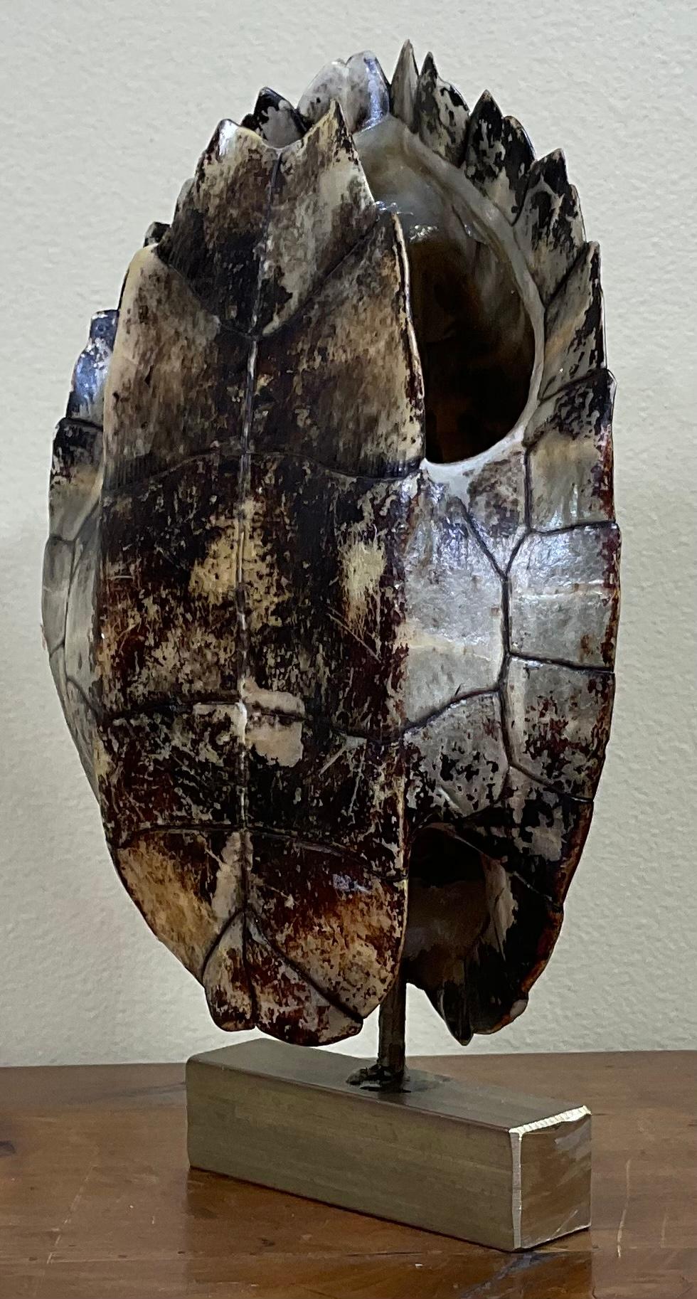 Genuine American Fresh Water Turtle Shell In Good Condition In Delray Beach, FL
