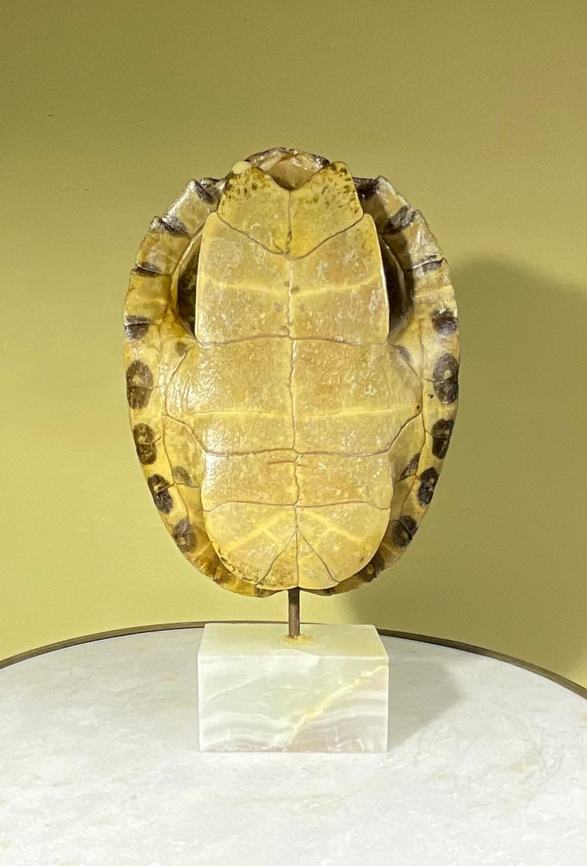 20th Century Genuine American Fresh Water Turtle Shell For Sale