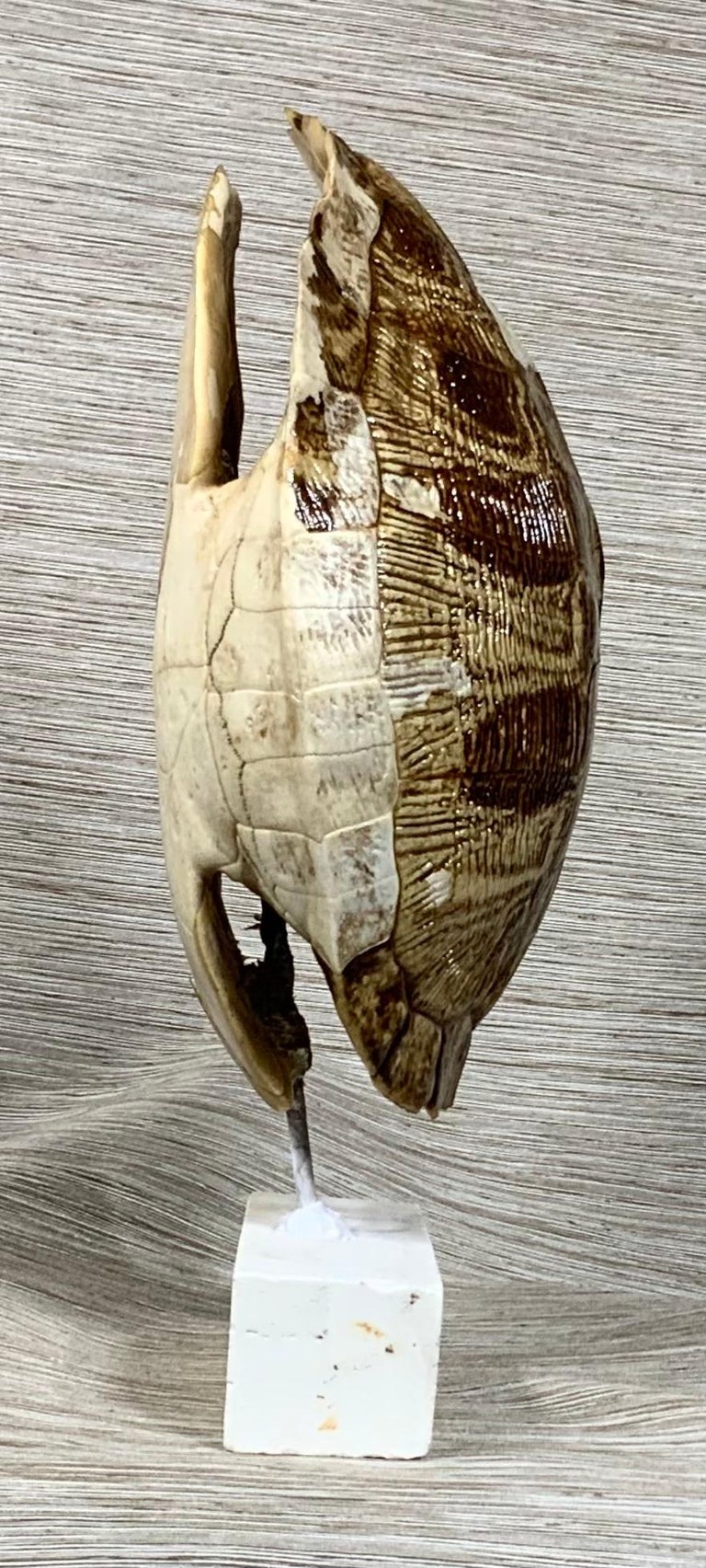 Genuine American Fresh Water Turtle Shell at 1stDibs