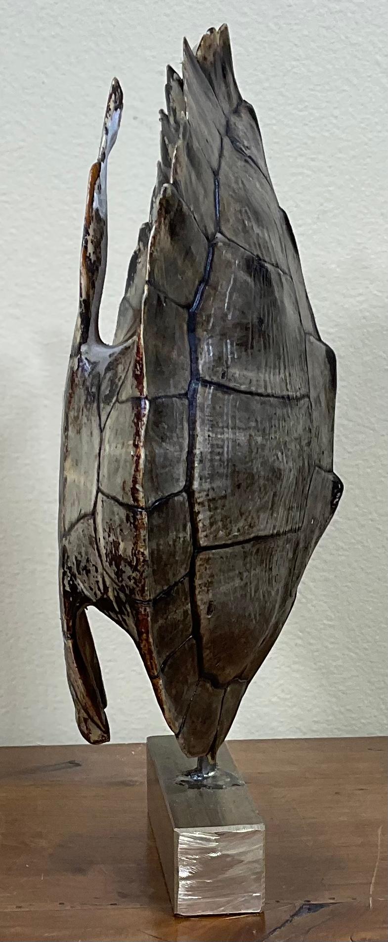 20th Century Genuine American Fresh Water Turtle Shell