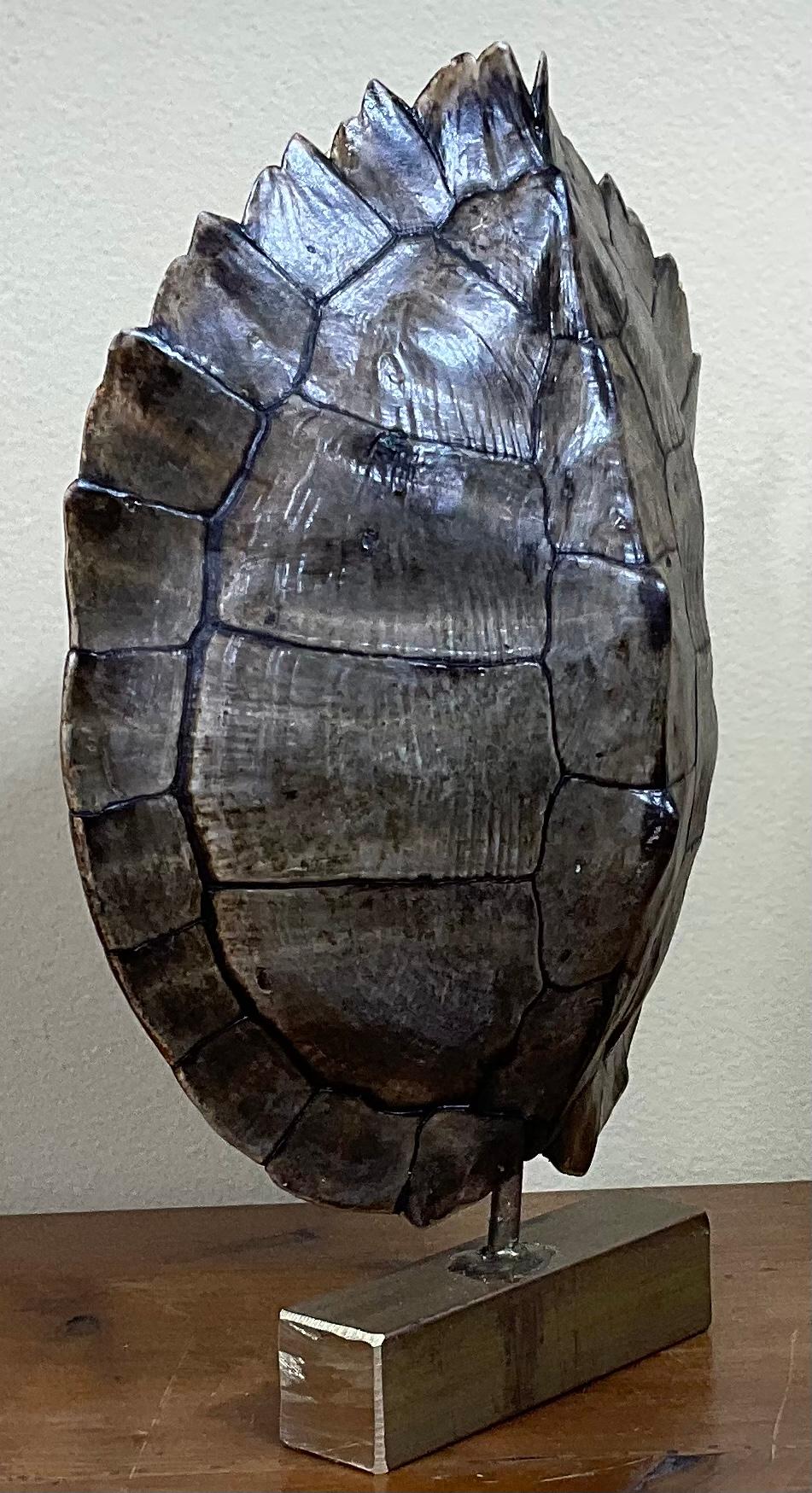 Brass Genuine American Fresh Water Turtle Shell
