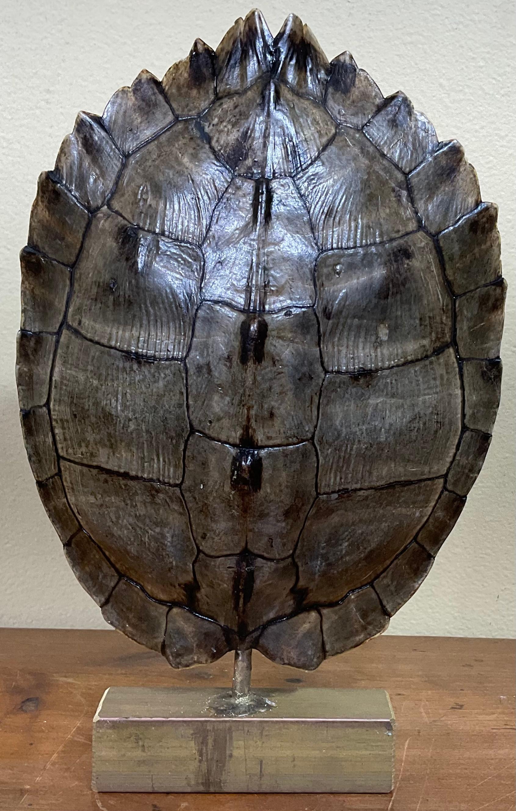 Genuine American Fresh Water Turtle Shell 1