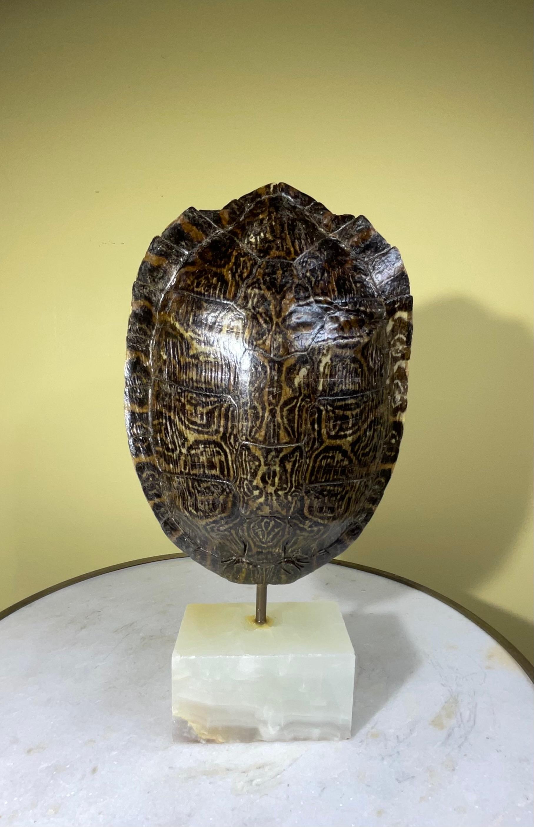Caparazón auténtico de tortuga americana de agua dulce en venta 4