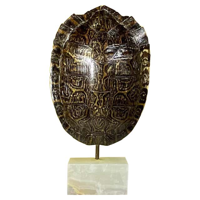 Decorative Faux Turtle Shell on Wrought Iron Stand For Sale at 1stDibs ...