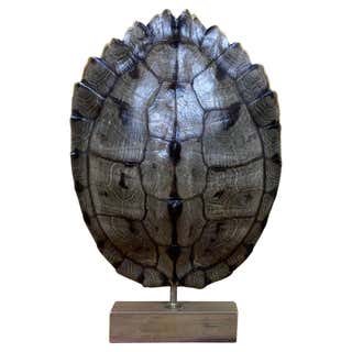 Mounted Snapping Turtle Shell at 1stDibs