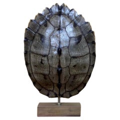 Genuine American Fresh Water Turtle Shell