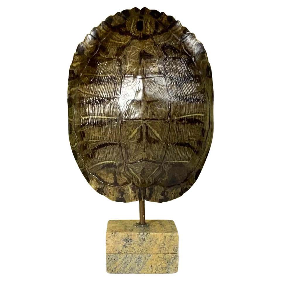 Capiz Turtle Shell Form For Sale at 1stDibs | large turtle shell for ...
