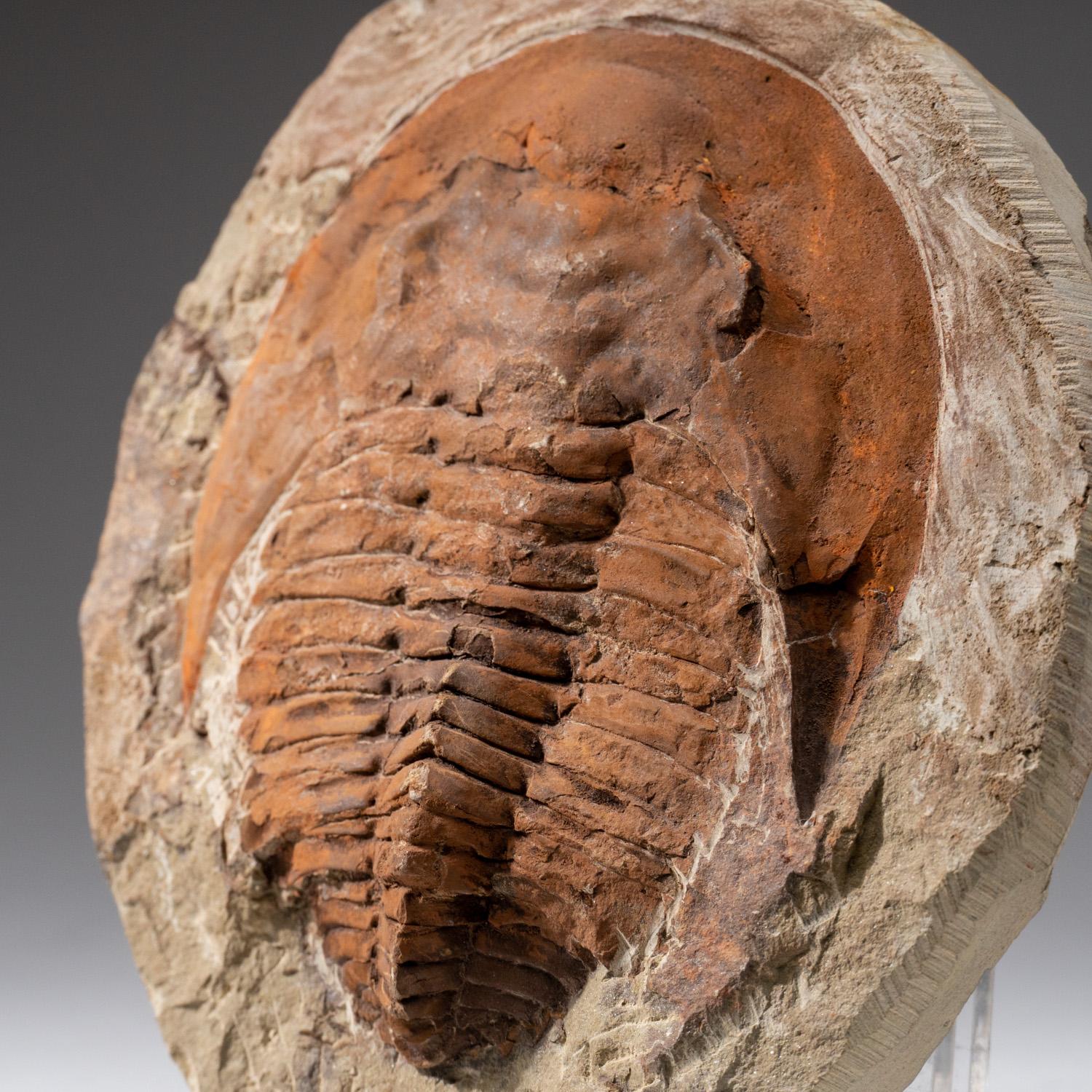 Ptychopariida is a large, heterogeneous order of trilobite containing some of the most primitive species known. The earliest species occurred in the second half of the Lower Cambrian period. This order of trilobites was one of the earliest life