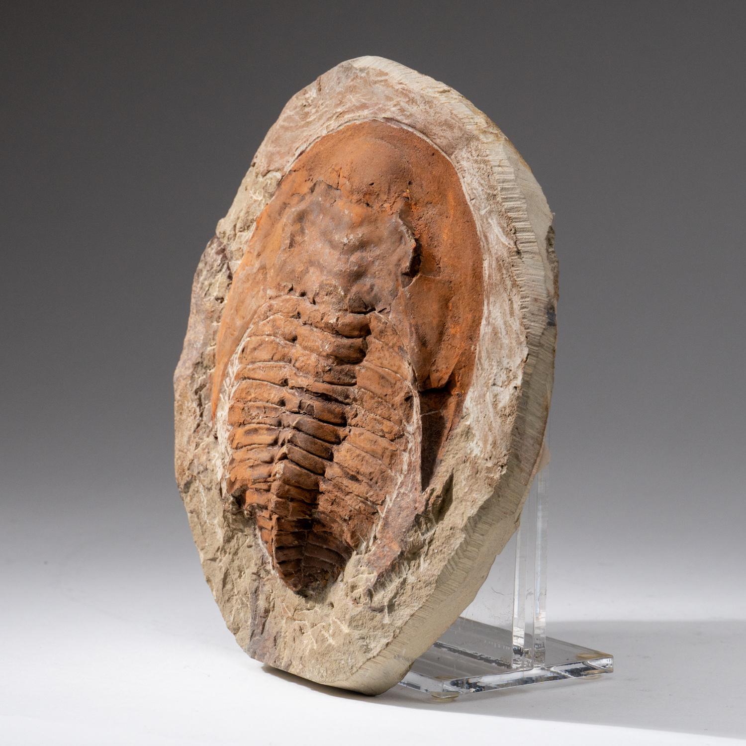 Genuine Andalusiana Paradoxides Trilobite with acrylic display stand (2.8 lbs) In Good Condition For Sale In New York, NY